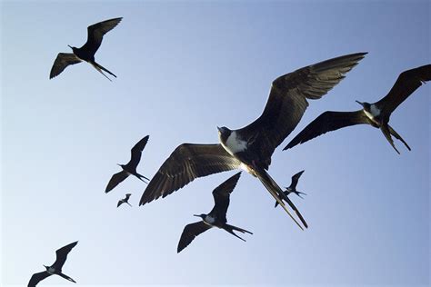 Frigate Birds In Flight Photograph By Peter Scoones
