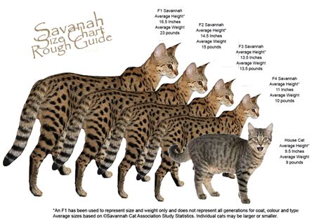 The following kitten growth chart can help you learn what to expect each week in your kitten's development. Bengal Cat Mixed With Savannah | kitten growth, cute ...