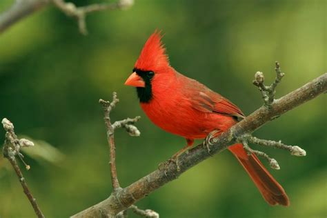Get To Know The Northern Cardinal In 2020 State Birds Bird Facts