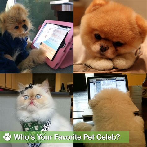 Pet Celebrities Giggy Maru Luna Boo And Beast Popsugar Pets