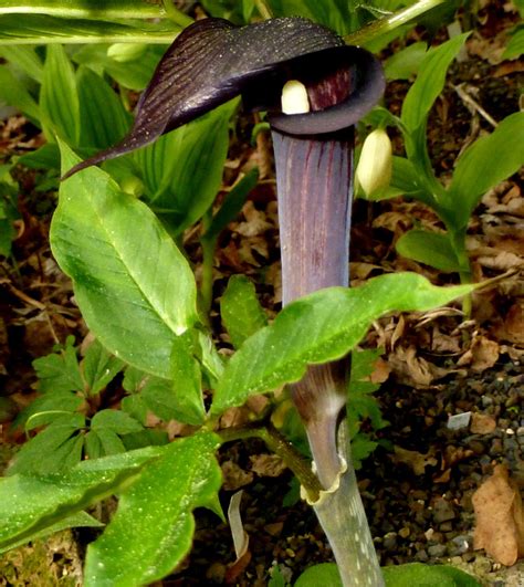 Arisaema peninsulae/takesimense) is a very tall form of arisaema serratum that we saw growing in korea, primarily on uulong island. Cypripedium - FlorAlpin - botanische Raritaeten