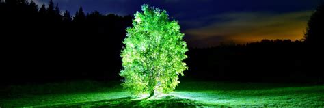 Glowing Tree Twitter Cover & Twitter Background | Dark tree, Bioluminescent plants, Tree wallpaper