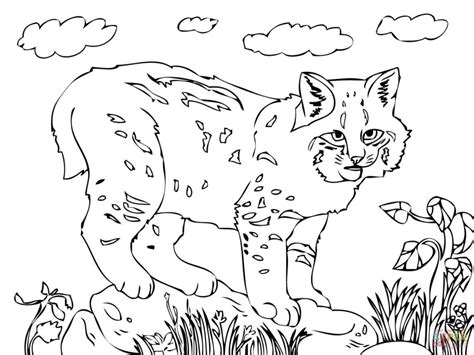 You can use our amazing online tool to color and edit the following bobcat coloring pages. Bobcat Coloring Pages at GetColorings.com | Free printable ...