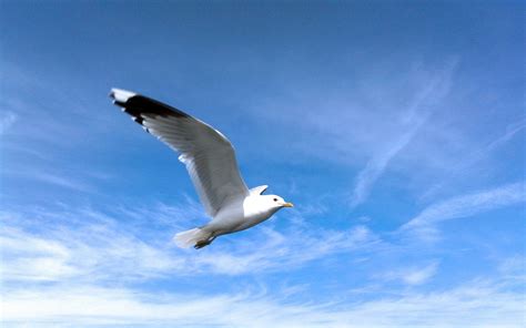 Seagull Wallpapers Wallpaper Cave