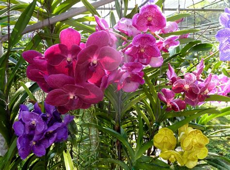 Imagini De Fundal Orhidee Flori Luminos Colorat Frumos 1920x1420