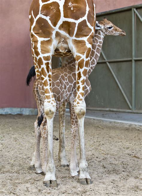 Behind The Thrills Baby Giraffe To Be Newest Member Of The Serengeti