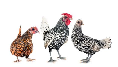 ultimate guide to sebright chicken breed characteristics feed and care