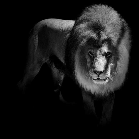 Artist Takes Powerful And Intimate Black And White Animal