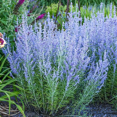 Blue Jean Baby Russian Sage Plants For Sale From Gurneys