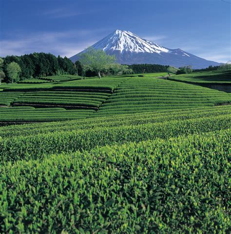 Shizuoka Green Tea International Tea Day 21st May 2020 — Warm