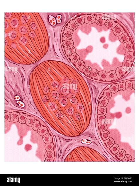 Illustration Of The Apocrine Sweat Glands This Illustration Is From