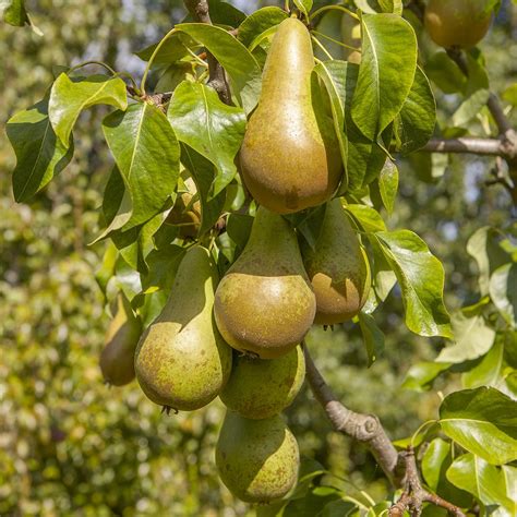 Pear Conference Bare Root Fruit Tree Uk Garden And Outdoors