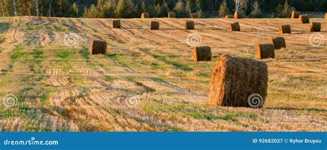 Rural Landscape Field Meadow With Hay Bales After Harvest In Sunny