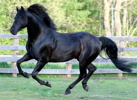 60 Black Stallion Names Horse Breeds Race Horse Breeds Horses