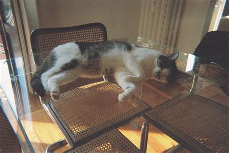 Cats On Glass Tables Cabinets Matttroy