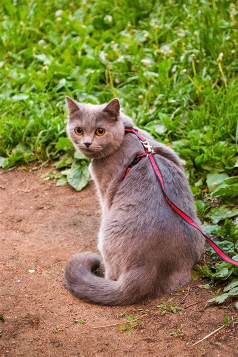 British Cat On A Walk Free Photo Download Freeimages