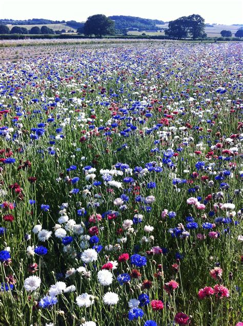 I Did Take This Picture Of A Wild Flower Meadow On Saturday Wild