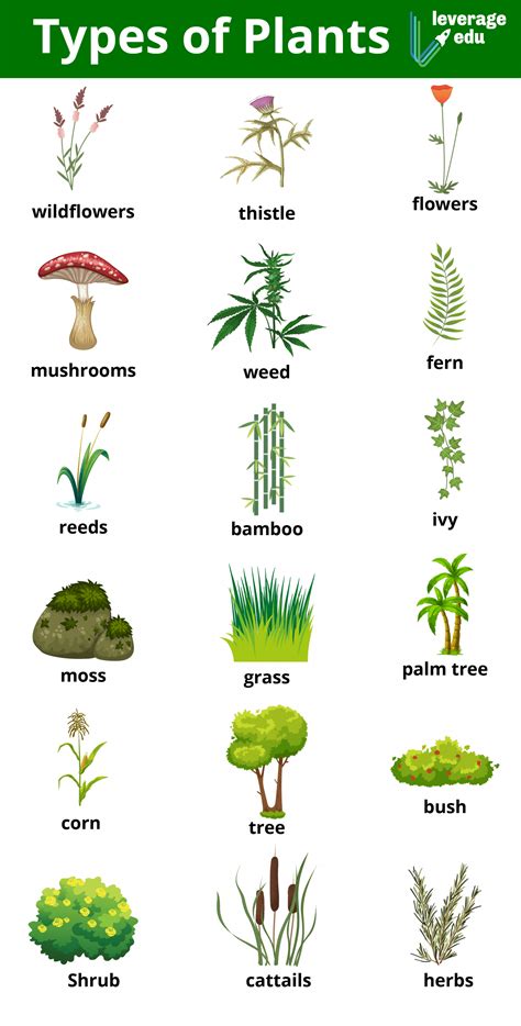 Different Types Of Plants By Life Cycle Seeds And Size Leverage Edu