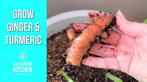 How To Grow Turmeric And Ginger Indoors Youtube