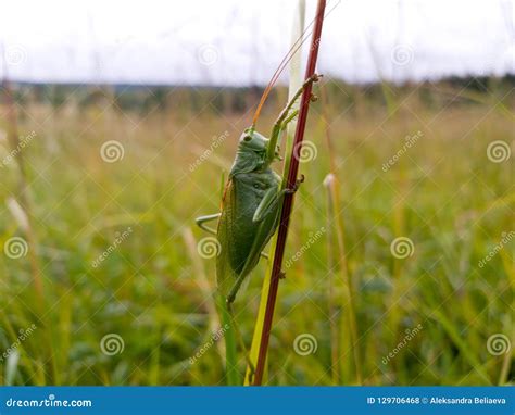 big green cricket sitting on a long blade of grass in the field a close up shot selective