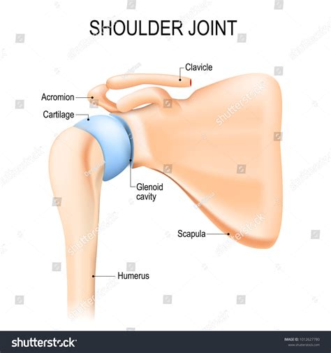 Shoulder Glenohumeral Joint Human Anatomy Vector Stock Vector Royalty