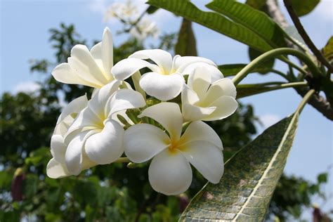 Raccolte di nunzia ingalilea • ultimo aggiornamento: Fiori bianchi