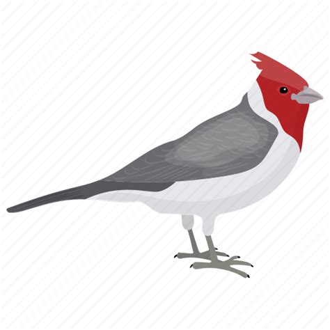 Pied Northern Cardinal Download Free Png Png Play