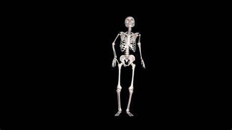 Skeleton Stock Footage Video Shutterstock