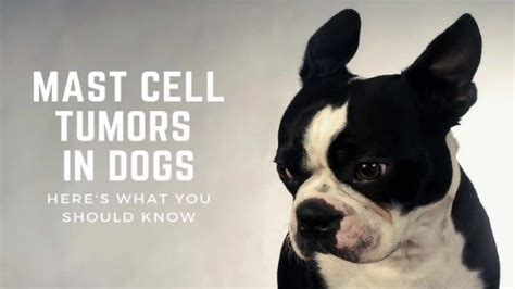 Mast Cell Tumors In Dogs Heres What You Should Know