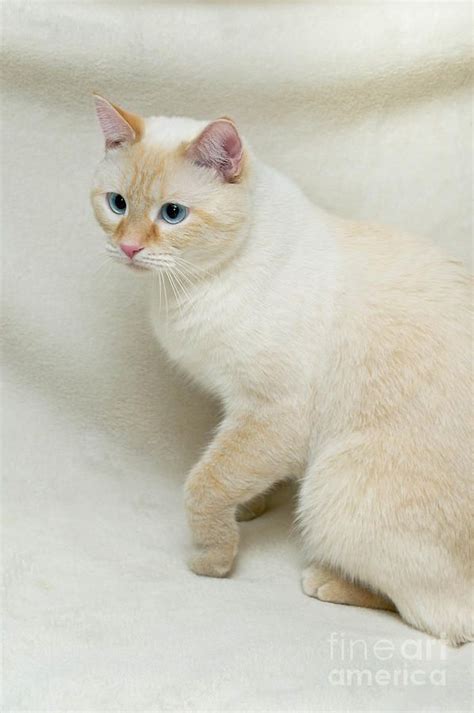Flame Point Siamese Cat By Amy Cicconi Baby Cats Siamese Cats Cats