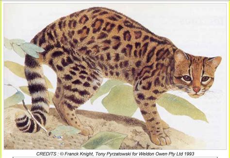 The Oncilla Leopardus Tigrinus Also Known As The Little Spotted Cat