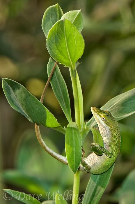 Green Anoles Anolis Carolensis Are Small Greenish Colored Tropical