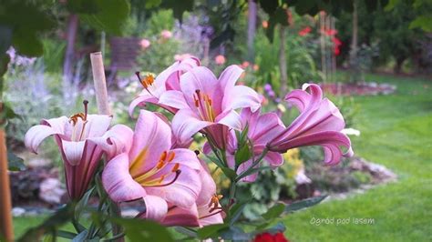 Lilien entfalten ihre schönheit nicht nur in blumensträußen sondern auch im garten oder verzieren in einen schönen kübel. Lilien im Garten