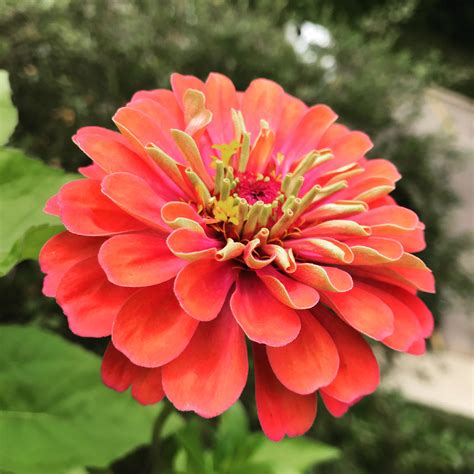 [TTM] My best looking Zinnia this season! Can't stop looking at it! : flowers