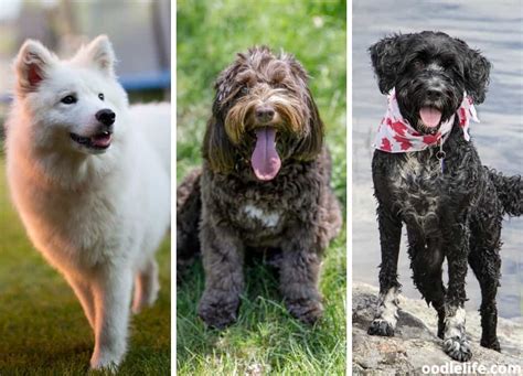 11 Large Hypoallergenic Dogs Breeds With Photos Oodle Life