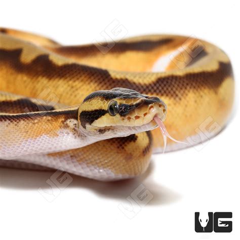 2022 Female Orange Dream Enchi Pied Ball Python Python Regius For Sale Underground Reptiles
