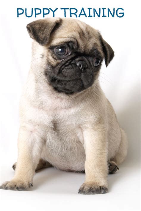 Pug Puppy Training Tips How To Train A Pug Puppy Puppy Training