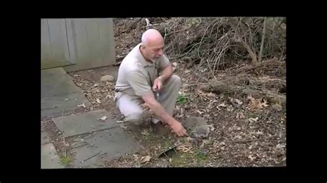 How to trap a groundhog lethally. Best Groundhog Trap/Rid/Remove a Groundhog/Woodchuck ...
