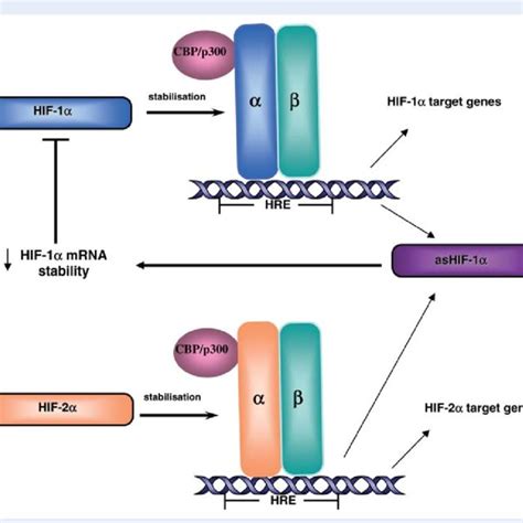 Mechanism Of Hif Regulation Under Acute And Prolonged Hypoxia Under