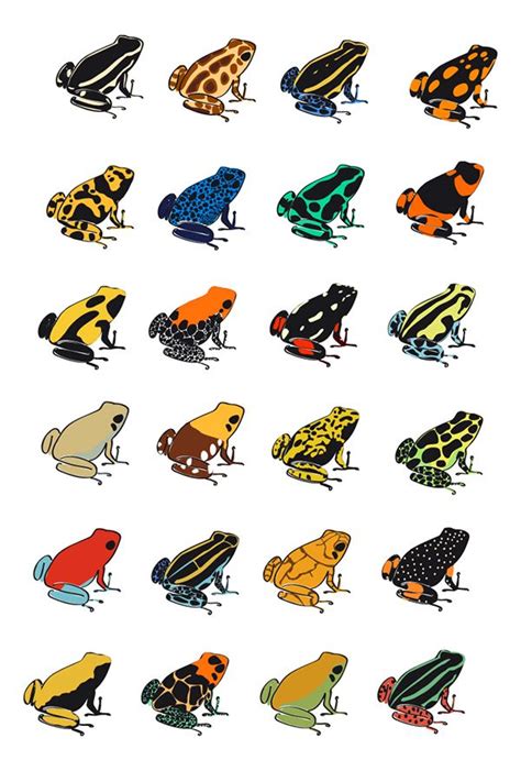 Frogs Facts Types Lifespan Classification Habitat Pictures Artofit