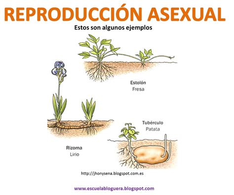 reproducción sexual y asexual