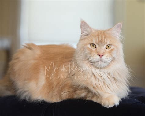 Perhaps if the cat has green eyes this could be a nice name as well. Maine Coon Cat Orange Tabby - Best Cat Wallpaper