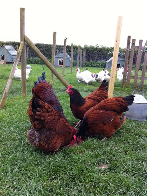 Sussex Hens Red PlanetJilly Flickr