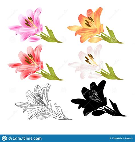 Bouquet compatto di tulipani gialli, rossi e arancio con verde decorativo. Profilo Rosso Dei Fiori Del Giglio Del Gambo E Lilium Rosa ...