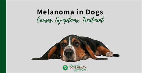 Melanoma Skin Cancer In Dogs