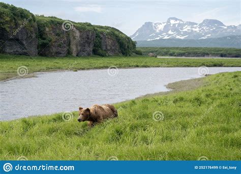 Alaskan Brown Bear Stock Image Image Of Mikfik Mcneil 252176499