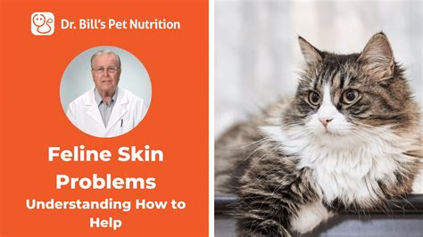 Skin Problems For Cats Understanding How To Help Dr Bills Pet