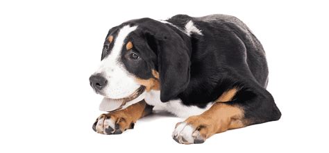 Greater Swiss Mountain Dog Puppies For Sale Adopt Your Puppy Today