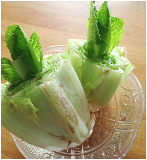 Regrow Lettuce Activity For Kids Little Bins For Little Hands