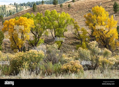 Colourful Cottonwood Trees With Yellow Foliage In Elizabethtown New